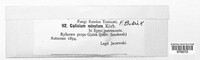 Calicium minutum image